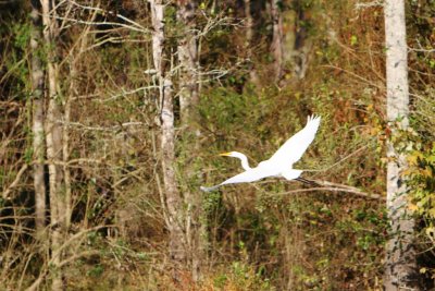 Afternoon boat ride up the Tchefuncte River