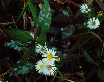 RLR_6494_small.jpg