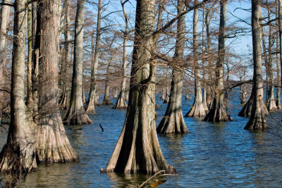 Reelfoot Lake 