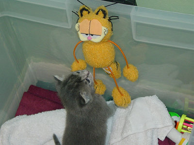Thomas's Favorite Toy- Mr. Garfield