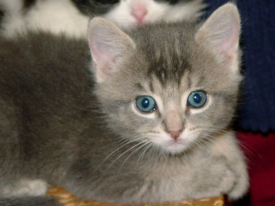 Thomas at 5 weeks old