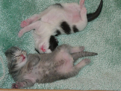 Tommy & Cooper at 9 days old