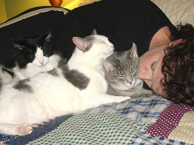 Pile-O-Kitties or Snuggle Pile