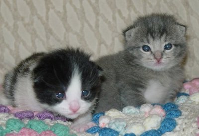 Cooper & Thomas at 2 weeks old