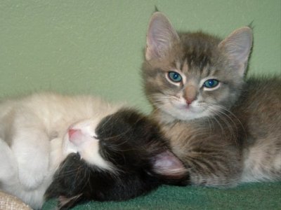 Cooper & Thomas at 5 weeks old