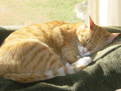 Leo Sleeping in the Sun