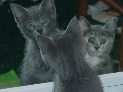 Summer & Freckles- a couple kittens I fostered