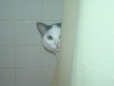 Shelby Peeking in the Shower