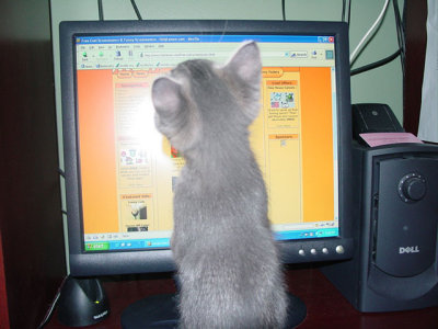 Thomas Surfing the Internet