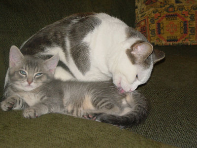 Aunt Shelby cleaning Tommy 