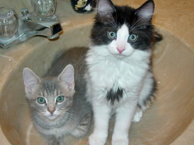 Thomas & Cooper playing in the sink