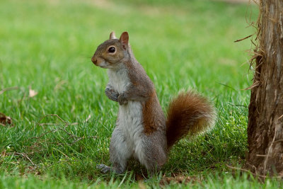 RLR_7937_small.jpg