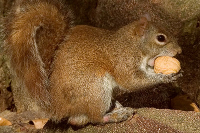 RLR_7950_small.jpg