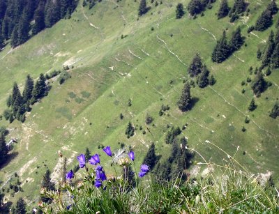 Swiss Alps