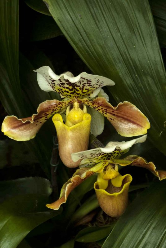 webtwo-orchidsP1140214_3580.jpg