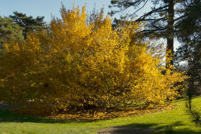 webautumn-treebronx-botanical-nov-21-2012_0025.jpg