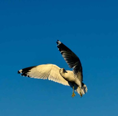 webgull-in-flightP1110423_1795.jpg