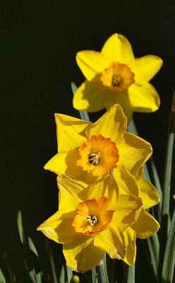 webthree-daffodilsP1140956_4338.jpg