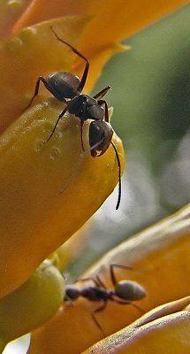 antsDSC08750.jpg