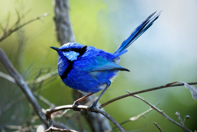 Splendid Fairy Wren