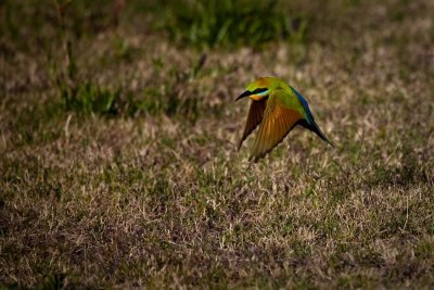 Rainbow Bee-eater