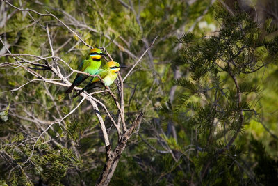 Rainbow Bee-Eaters M & F