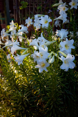 Some of the November lilies (Lilium longiflorum.)