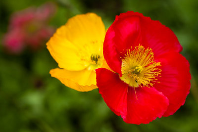 Popping poppies