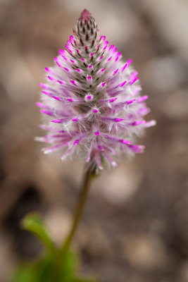 Rose-tipped Mulla Mulla