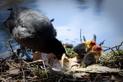 Eurasian Coot with newly hatched chicks
