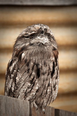 Tawny frogmouth