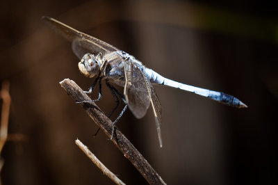 Blue dragonfly