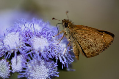 Lively little skipper butterfly