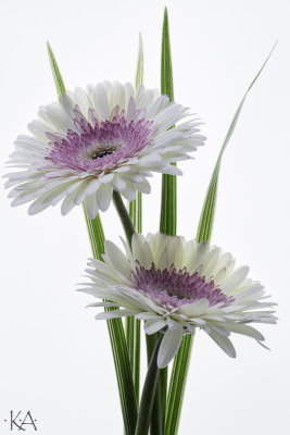 Gerbera 