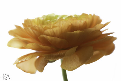 Ranunculus