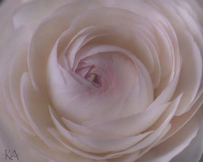 Ranunculus- Soft Pink