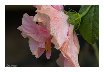 Hibiscus