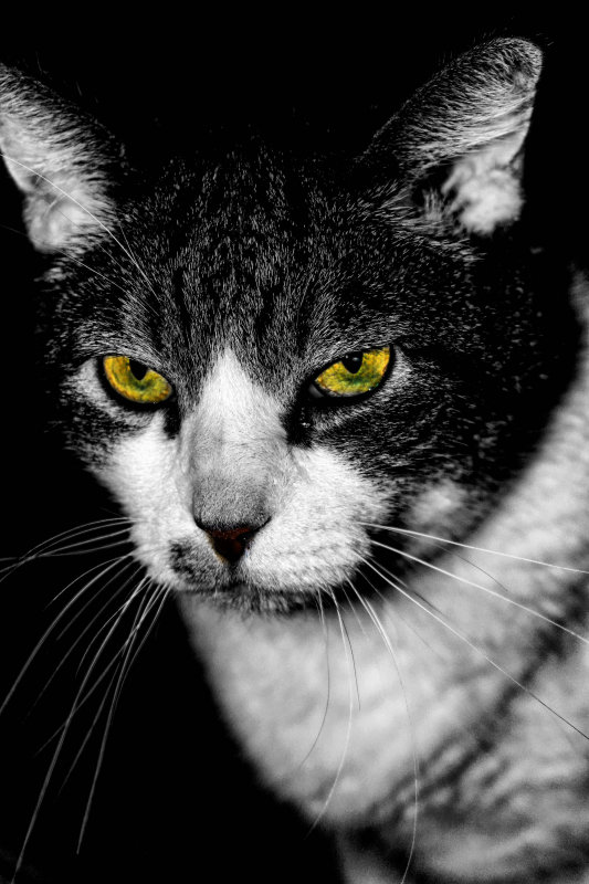PORTRAIT