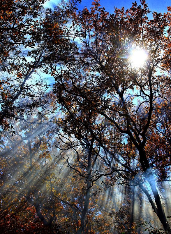 RAYS OF HOPE