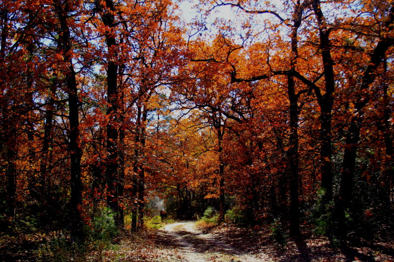 MY SISTERS DRIVEWAY