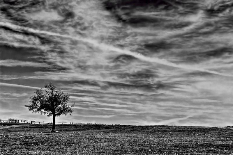 LONESOME TREE