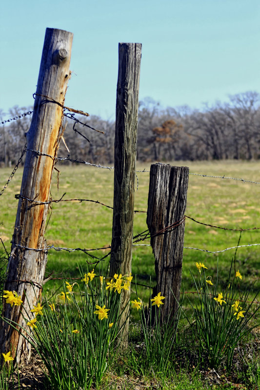 DAFFODIL FENCE