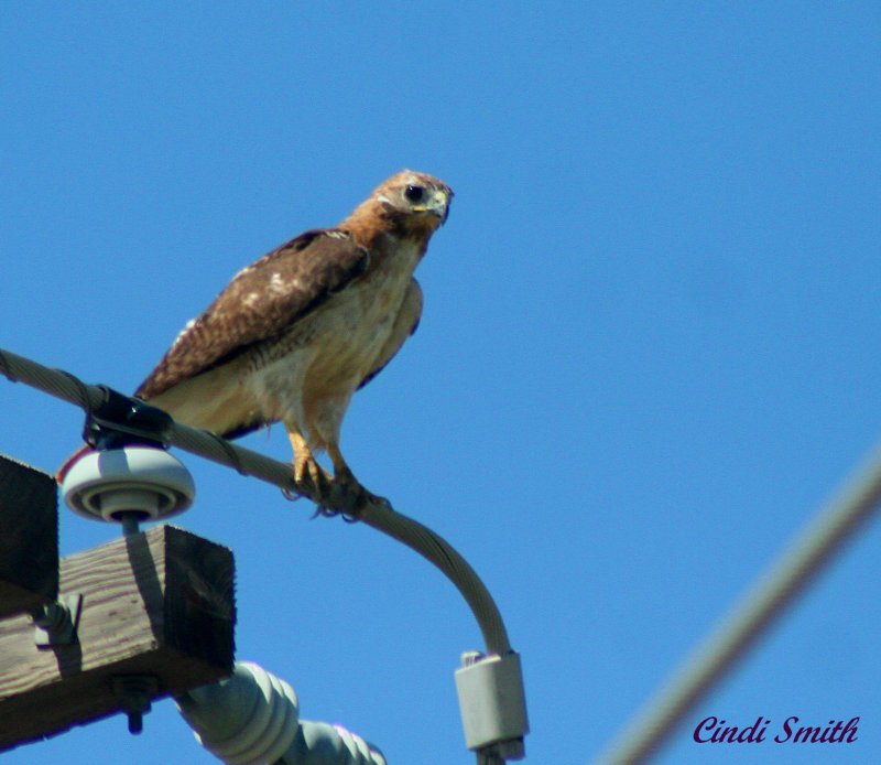 RED TAILED HAWK