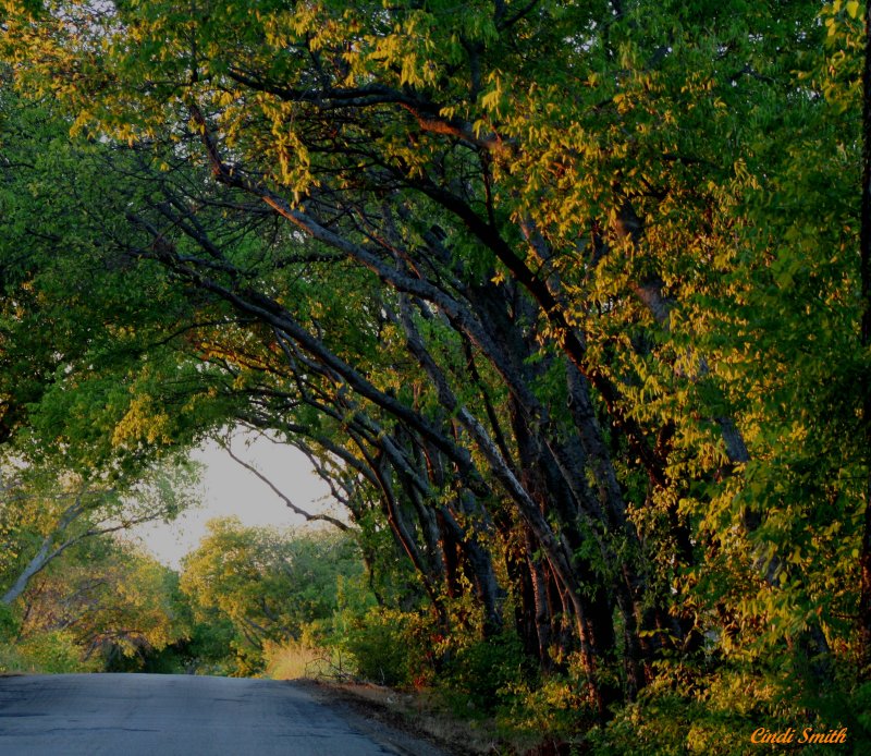 THE ROAD HOME