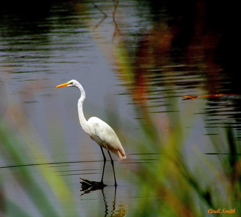ANOTHER DAY, ANOTHER EGRET