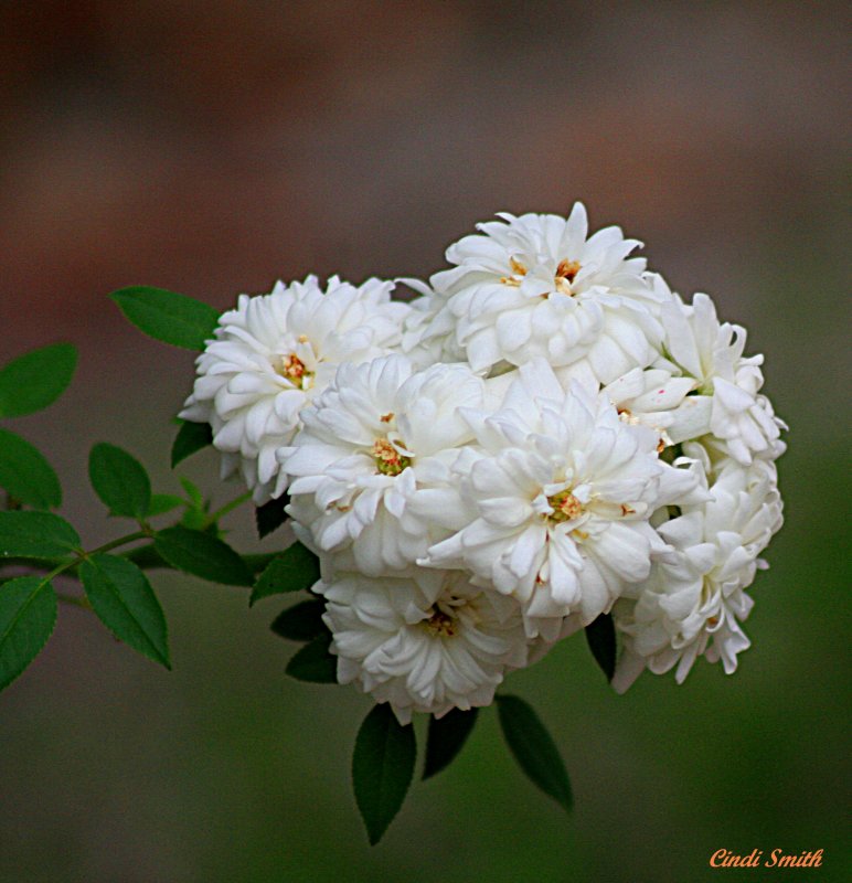 SHARON JEANNES ROSE