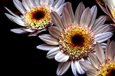 DAISY MUMS