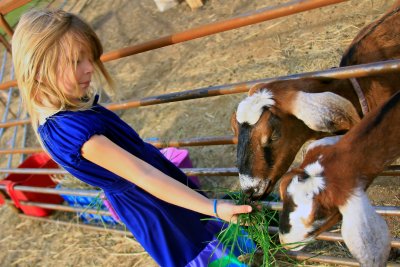 FEEDING THE GOATS