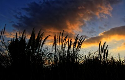 SUNSET GRASSES