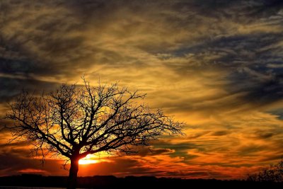 SUNSET AND A TREE